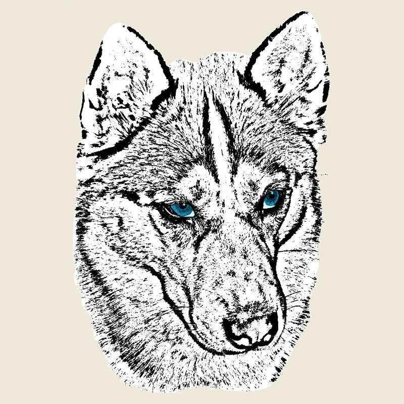 Wolf Head Drawing Blue Eyes