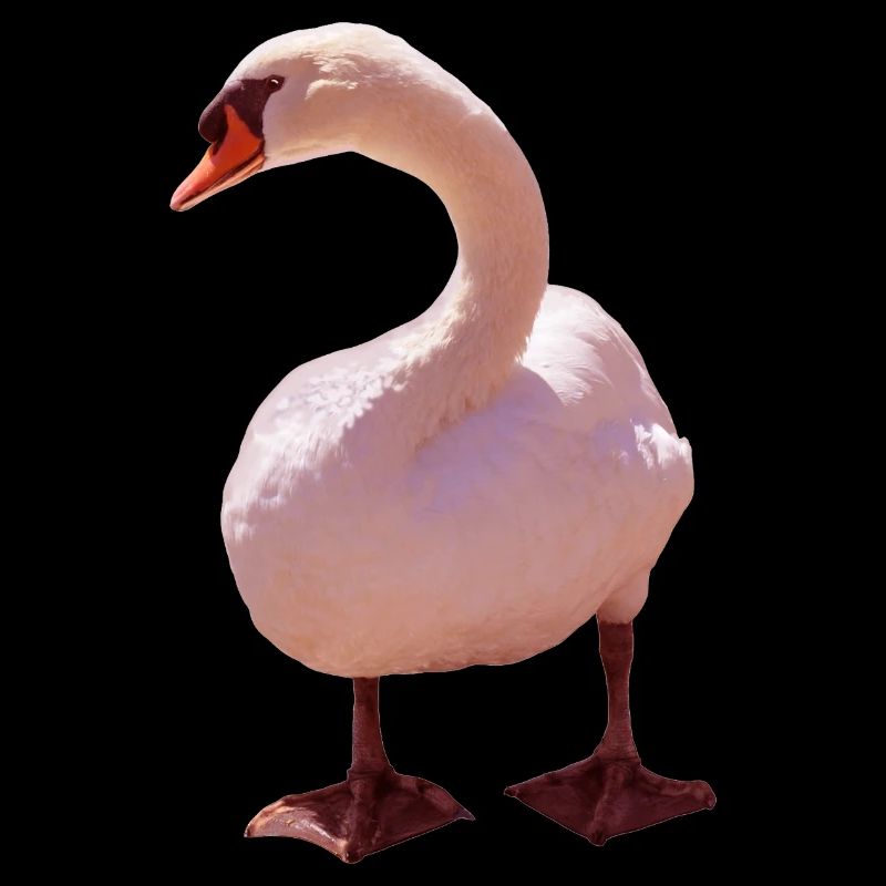 Swan