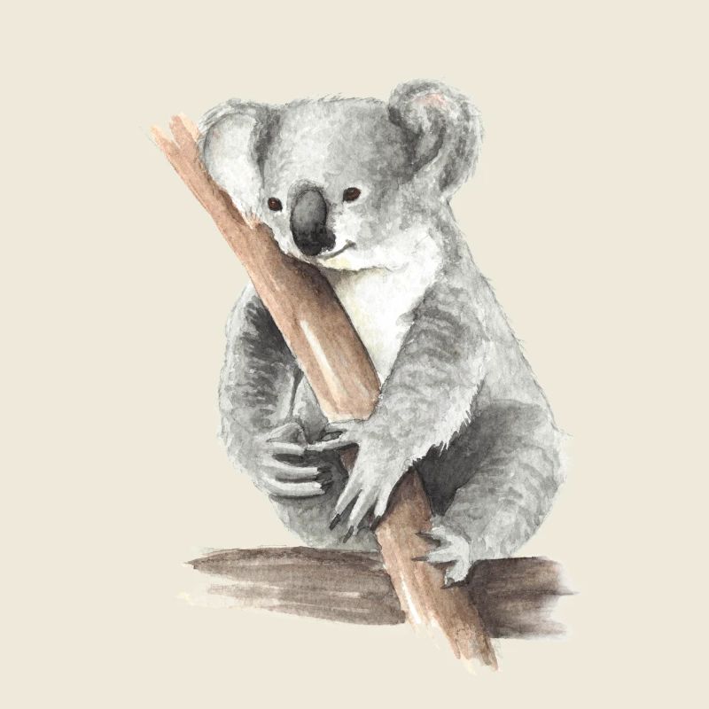 Koala