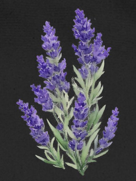 Lavendel
