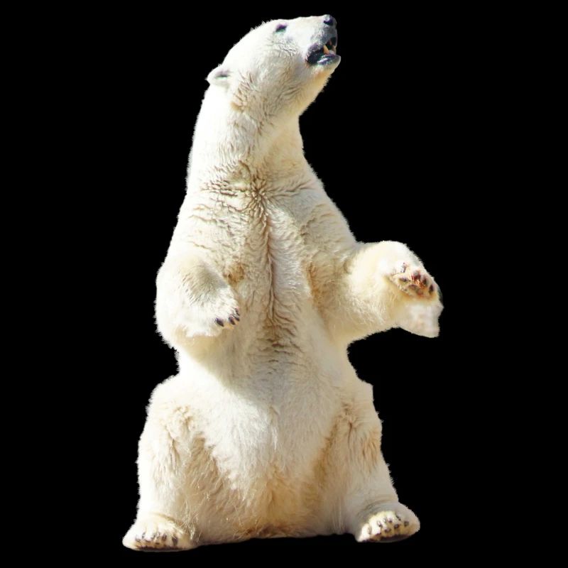 polar bear north pole north pole alaska6