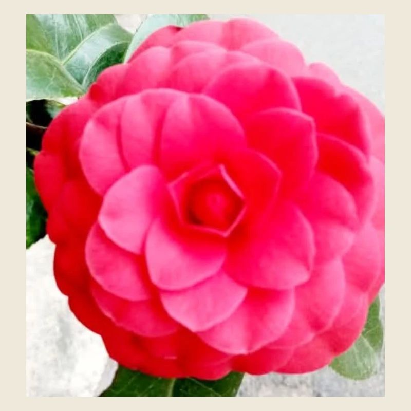 Camélia Rose Intense