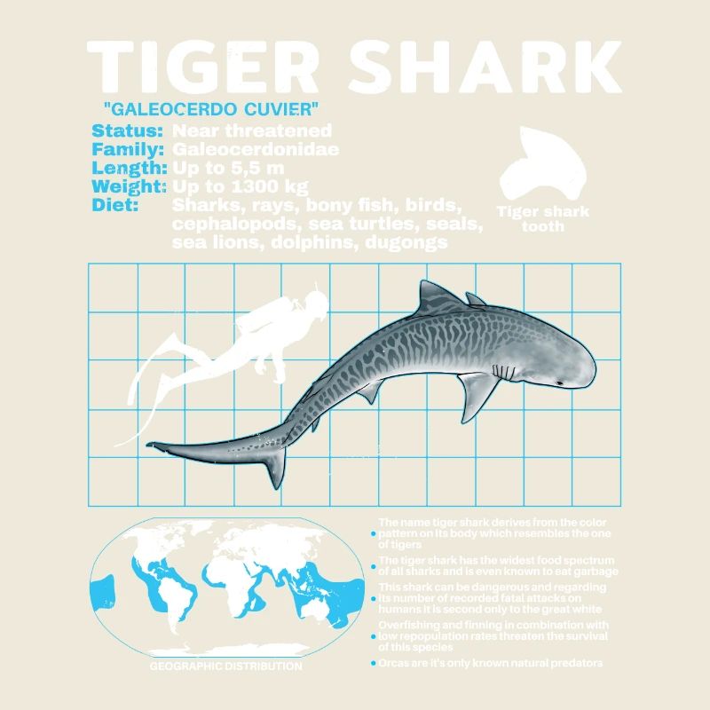 Tiger Shark Fact Sheet Datasheet