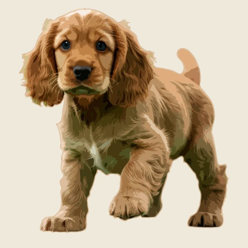 Cocker Spaniel Welpe