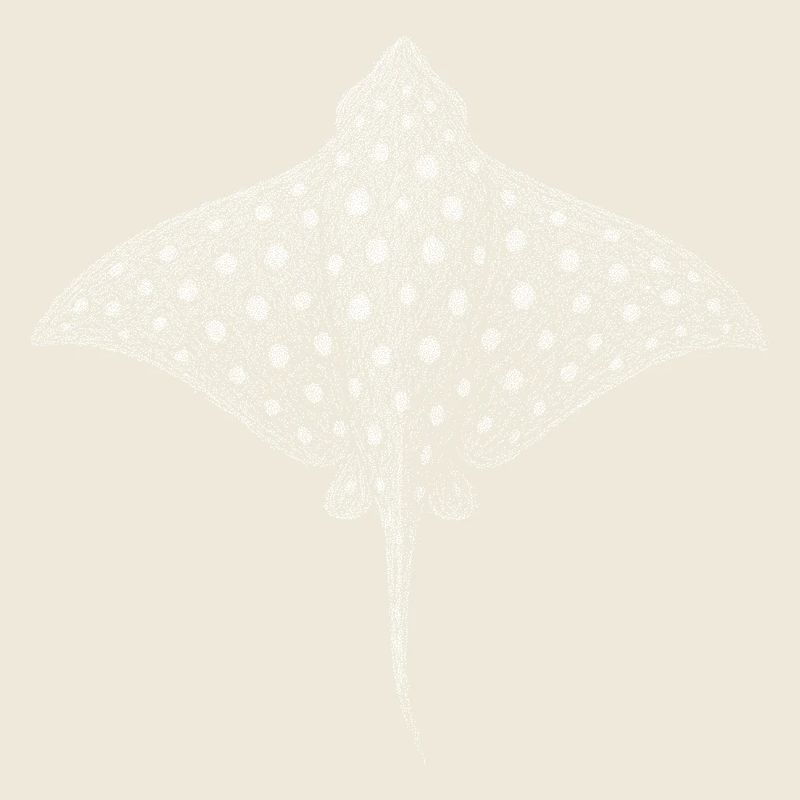 Spotted Eagle Ray