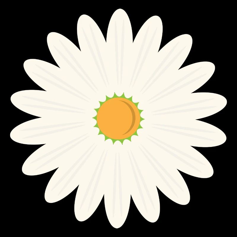 Floraison des marguerites