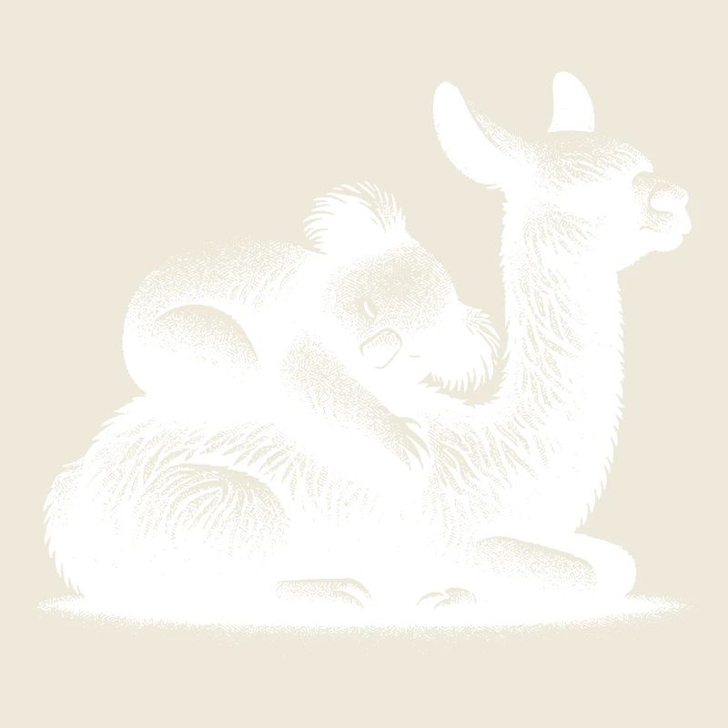 Cute llama with a sleeping koala