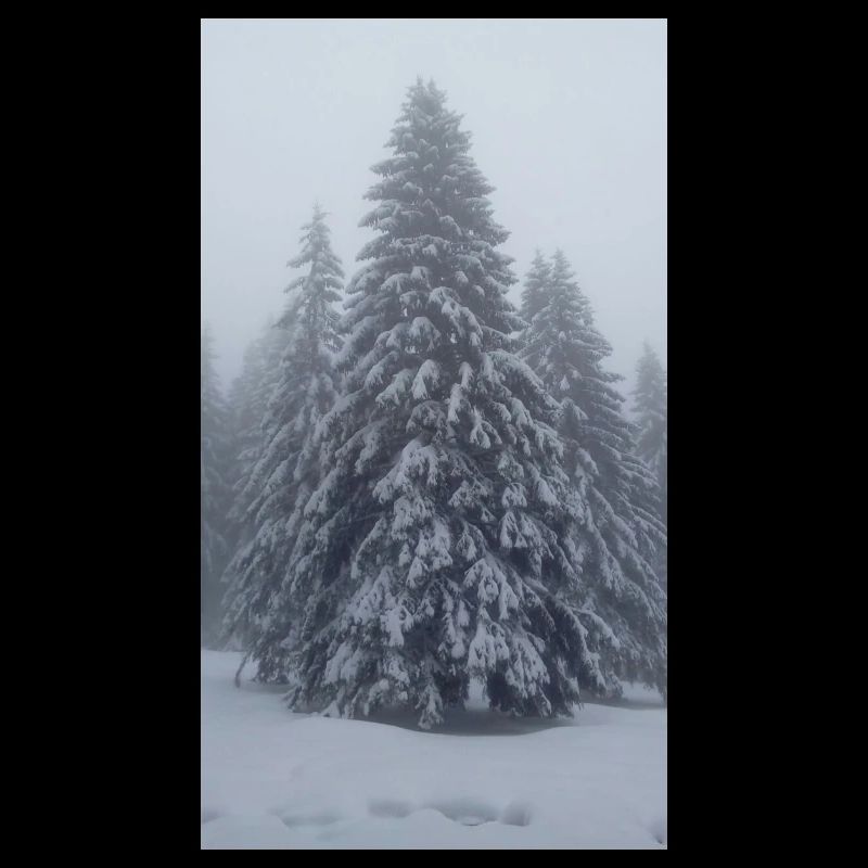 Fir tree in the snow