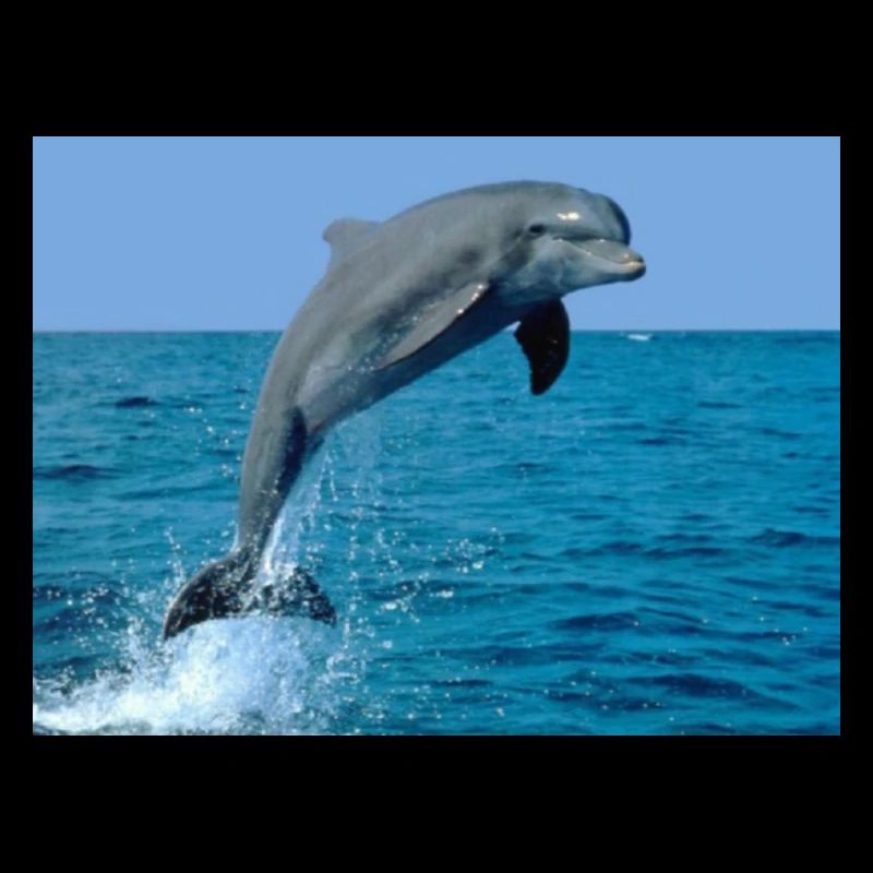 DAUPHIN