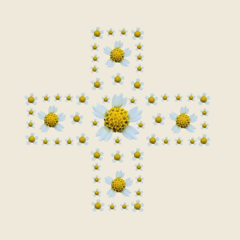 French cabbage - Cross