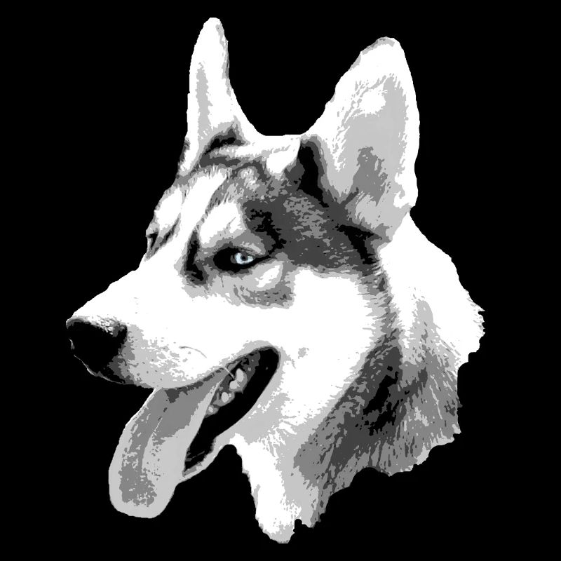 Husky Head Contrast Drawing