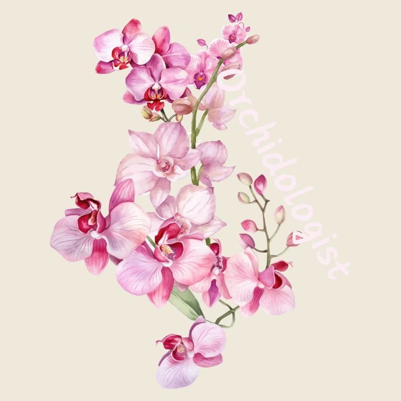 Orchideein