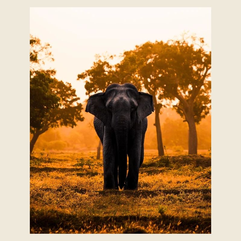 elephant-tree-sunset-sunrise