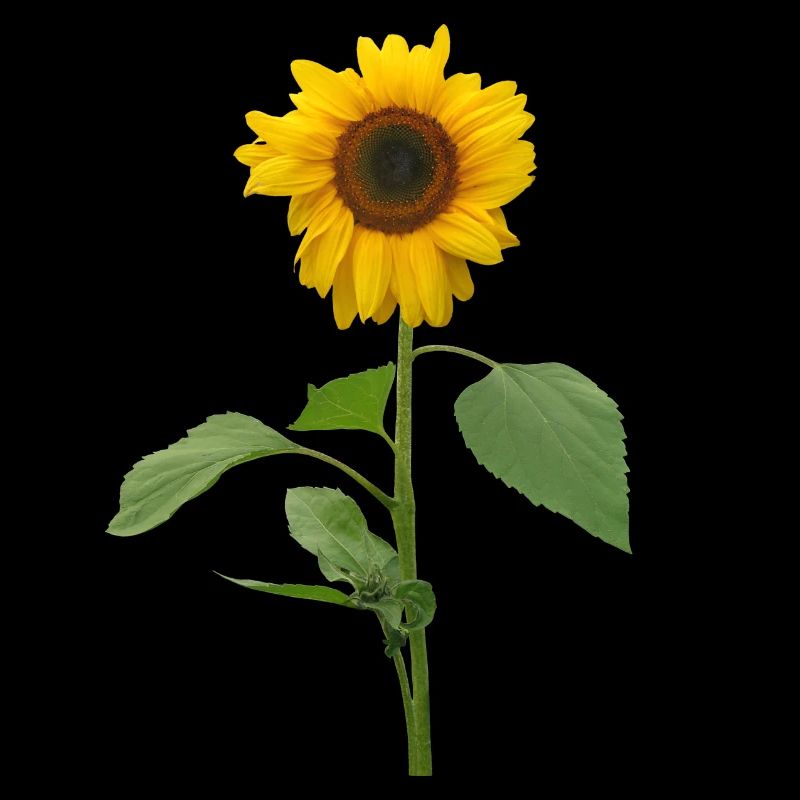 Sonnenblume