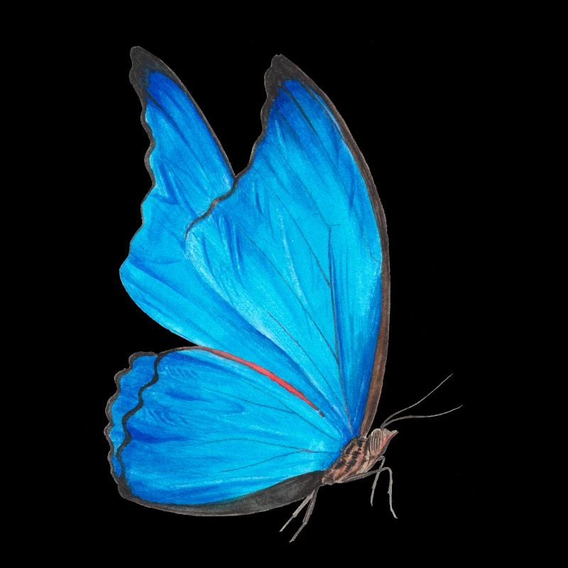 blauer Schmetterling