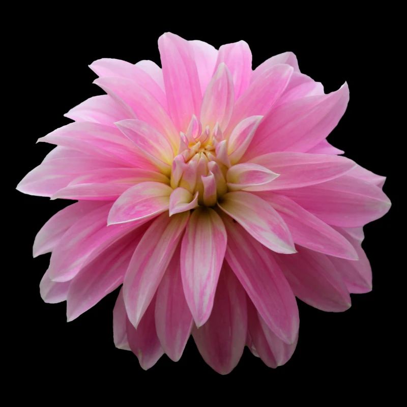 Fleur Rose Rose Fleur Fleurs Rose Rose Fleurs