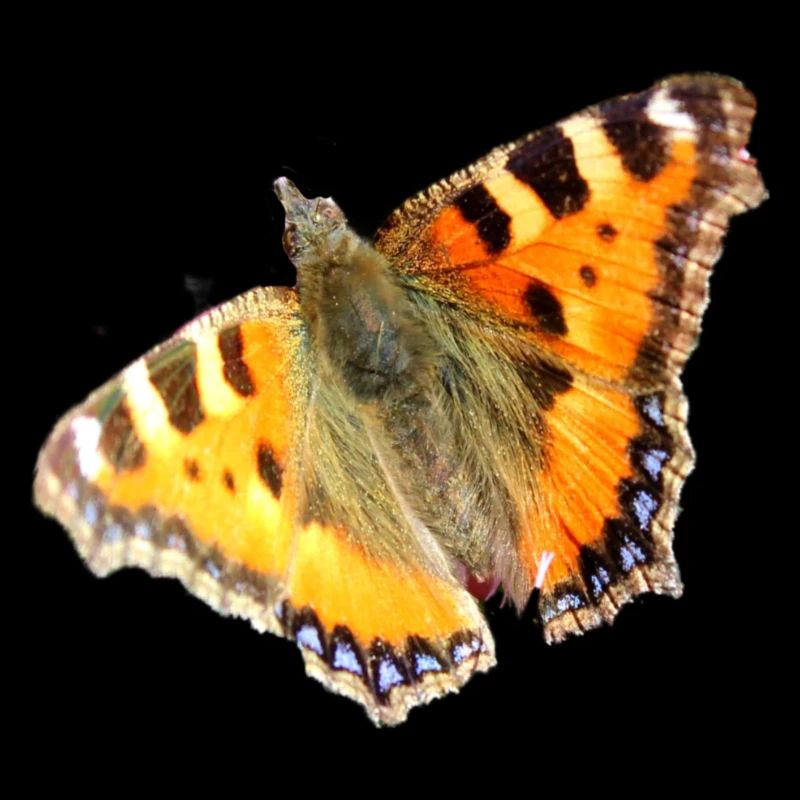 Petits papillons renards