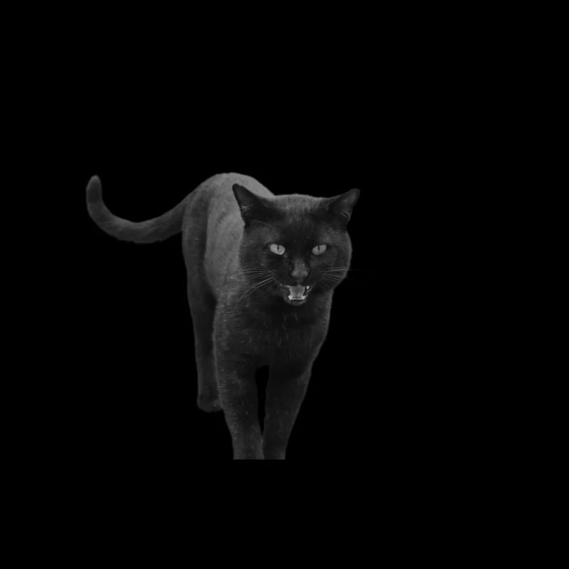 black cat kitten cat