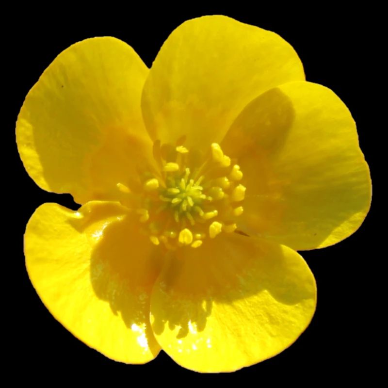 Fleur, Jaune, Fleur Jaune