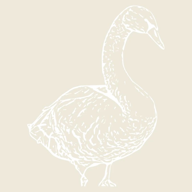 Swan White Duck Bird Goose