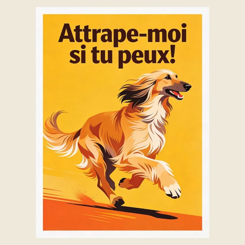 Lévrier Afghan : Attrape-moi si tu peux