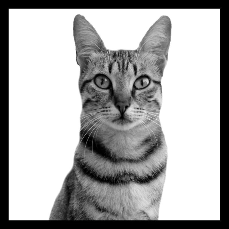 Chat blanc Chat Chat blanc Cadeau