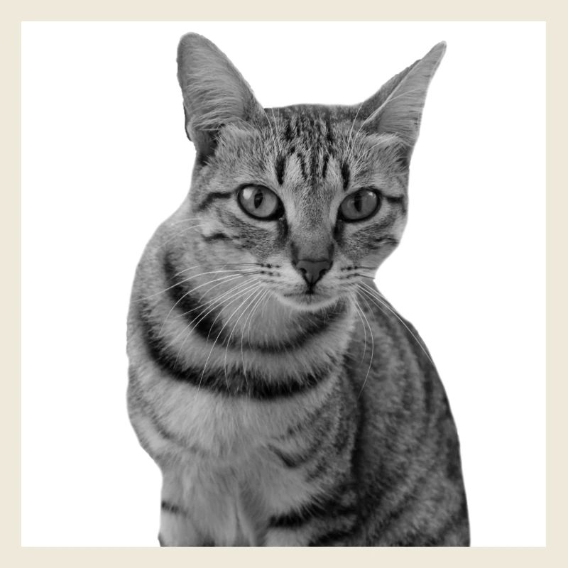 Chat blanc Chat Chat blanc Cadeau