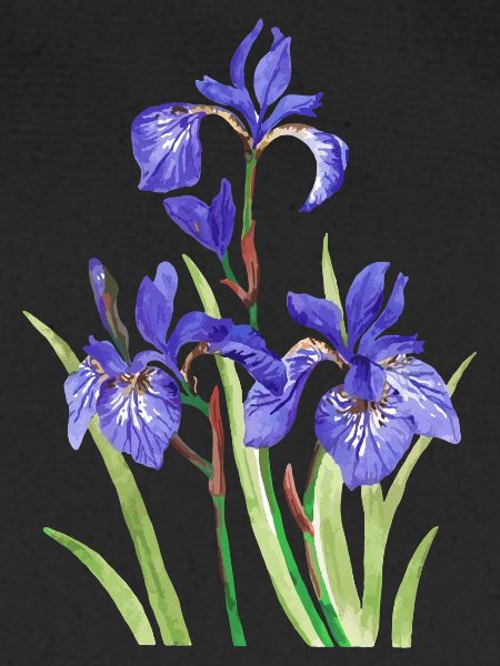 Iris