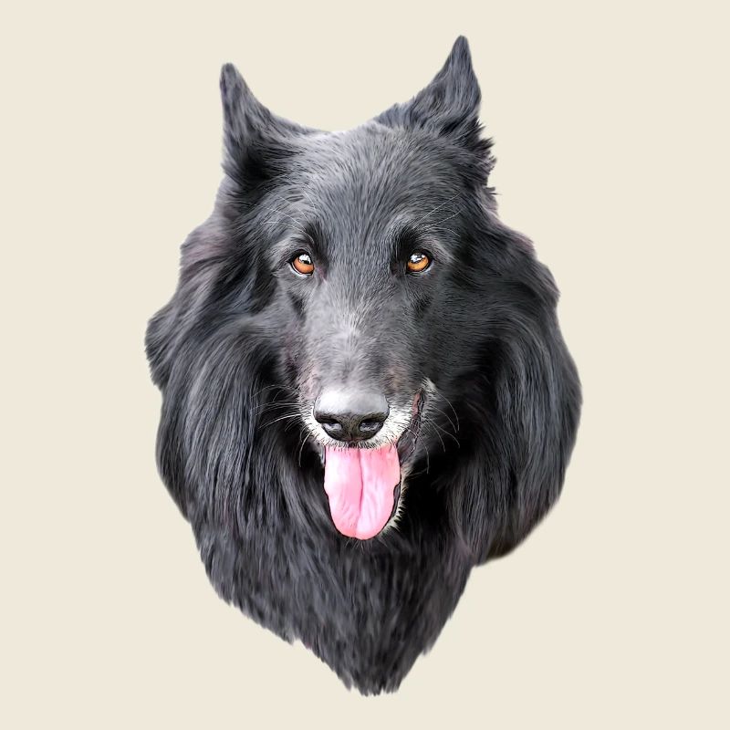 Belgian Shepherd Groenendael