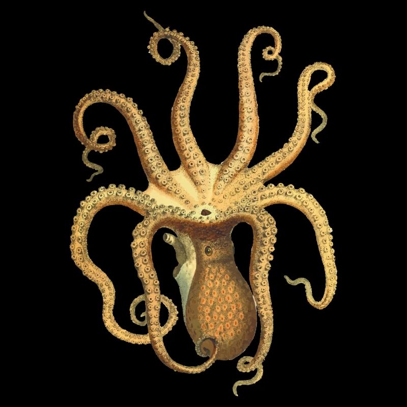 squid giant octopus octopus octopus squid sepia fish