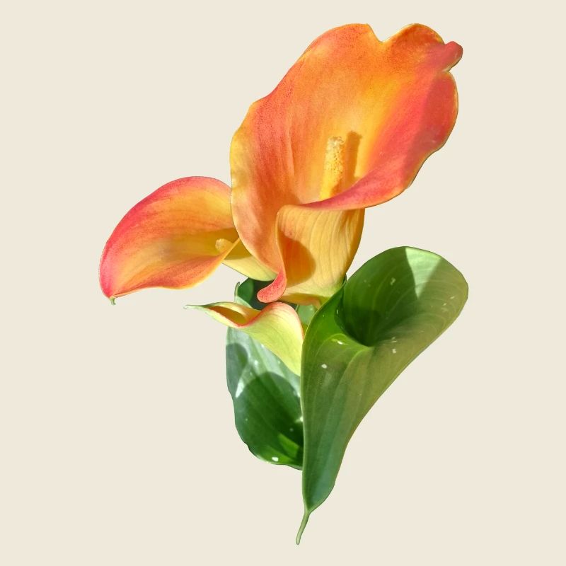 Magie de la Fleur de Calla d’Orange