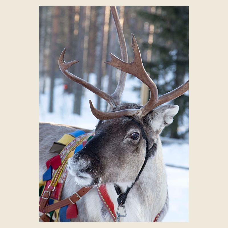 Reindeer