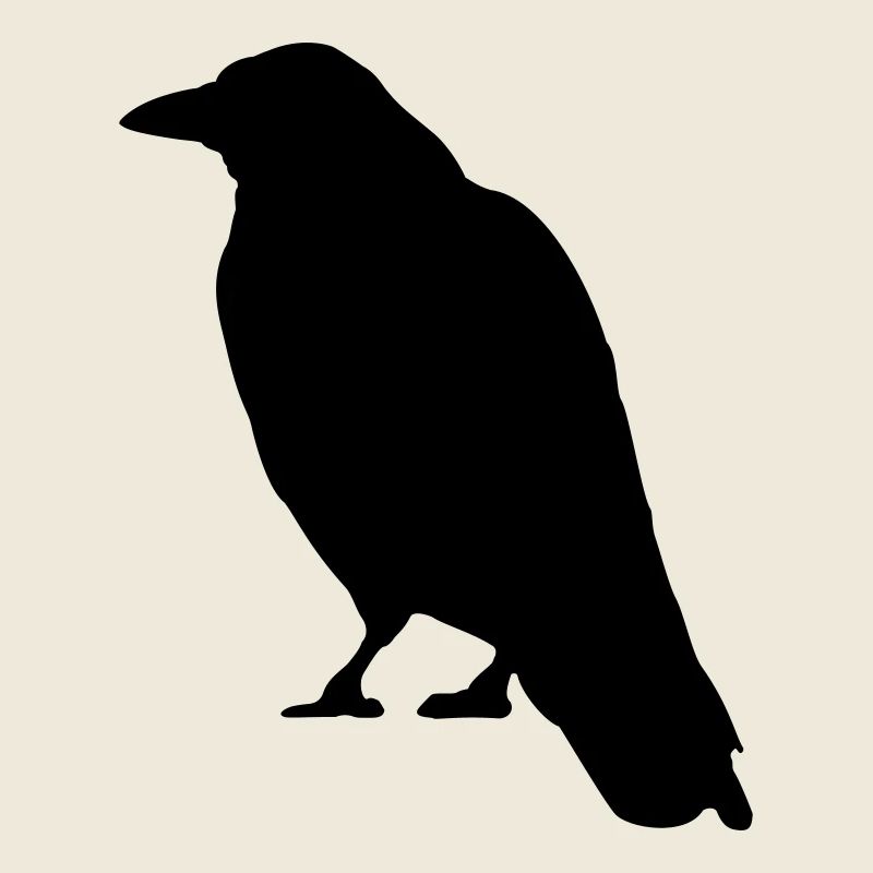 Black Crow bird