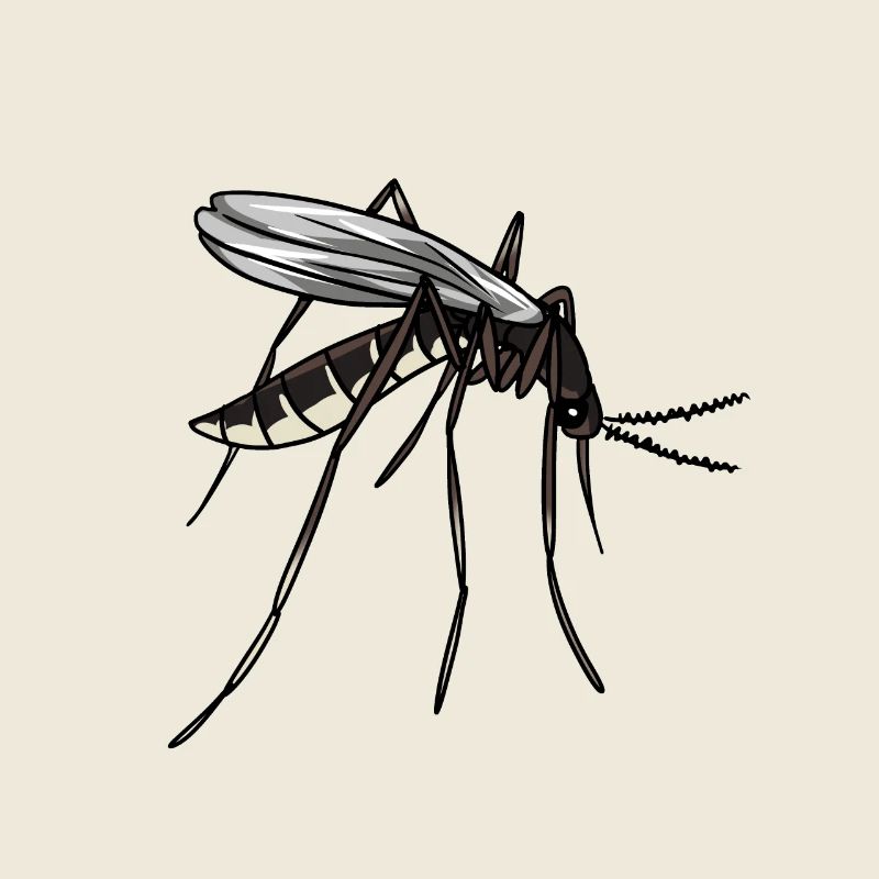 Moustique moustique insectes