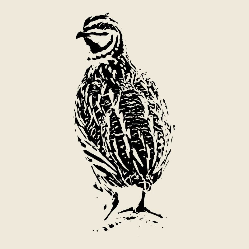 Conception de caille