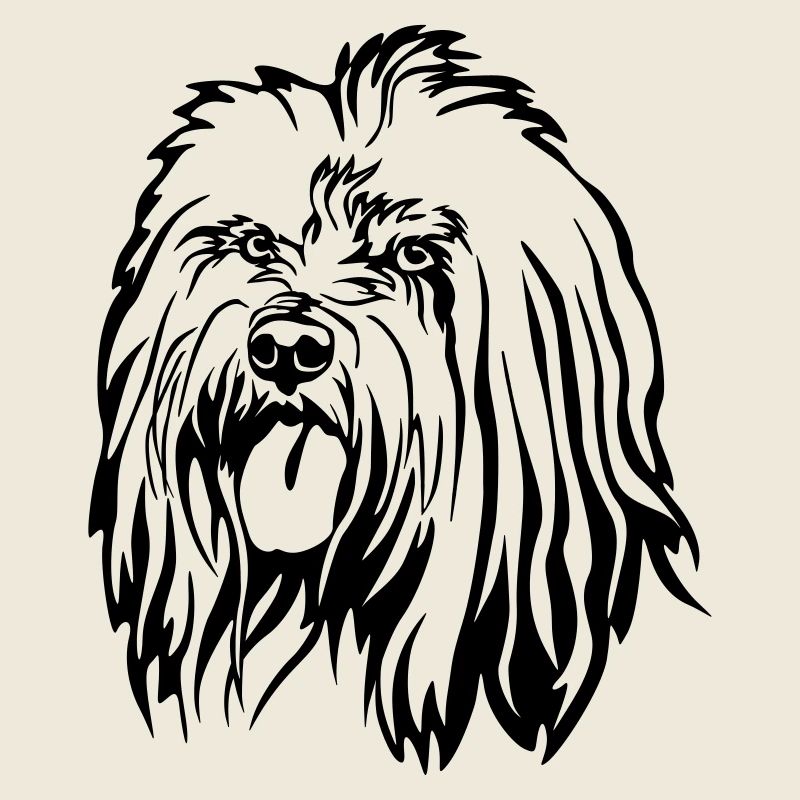 Tibet Terrier Head