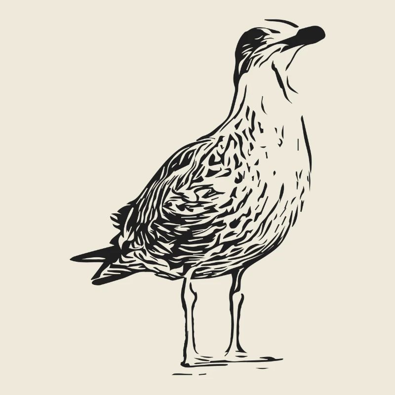 A beautiful seagull