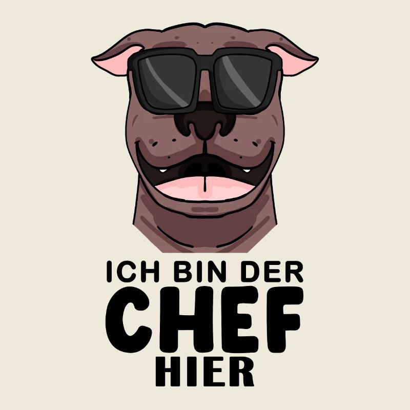 Hund American Pit Bull Terrier Cool Chef