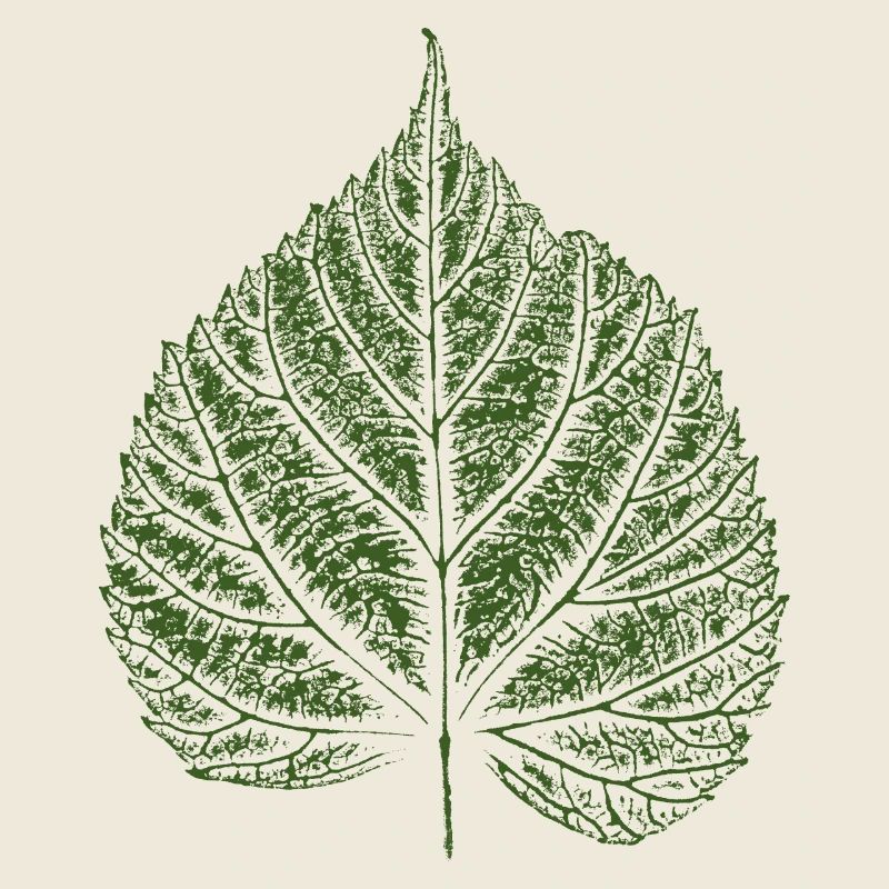 Blatt Linde / Lindenblatt
