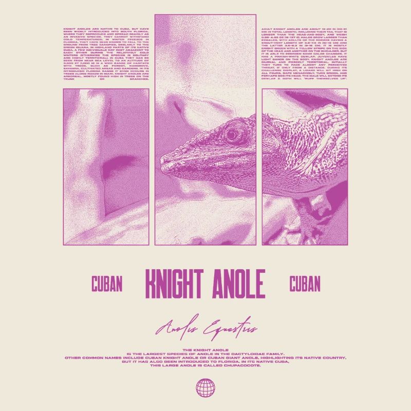 Cuban Knight Anole Lizard Owner Reptile Keeper