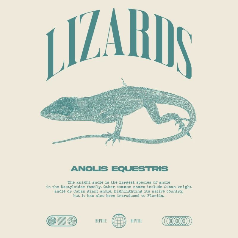Cuban Knight Anole Reptile Keeper Lizard