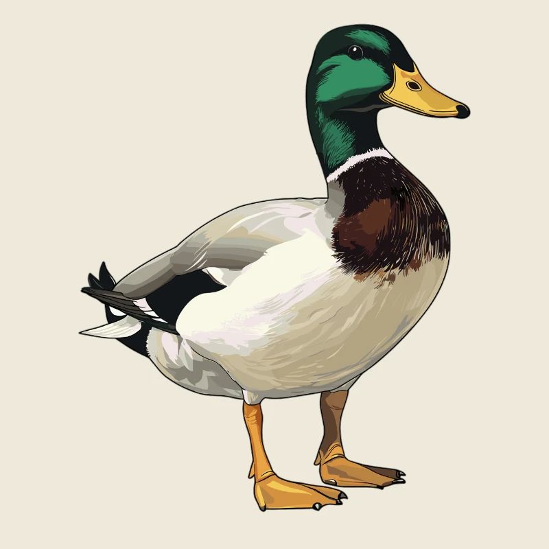 Ducks Duck