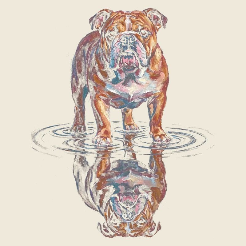 Reflet de l’eau du bouledogue