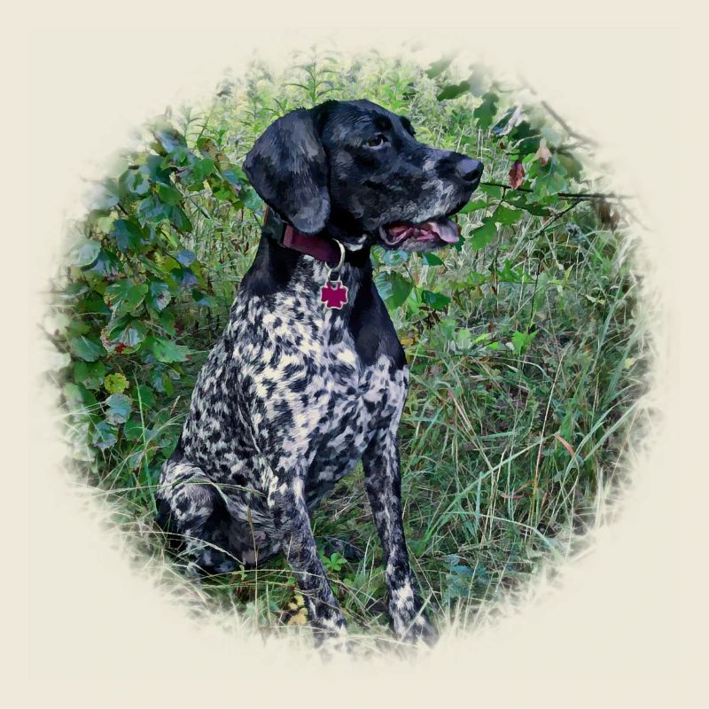 Hound Dog German Shorthaired Pointer