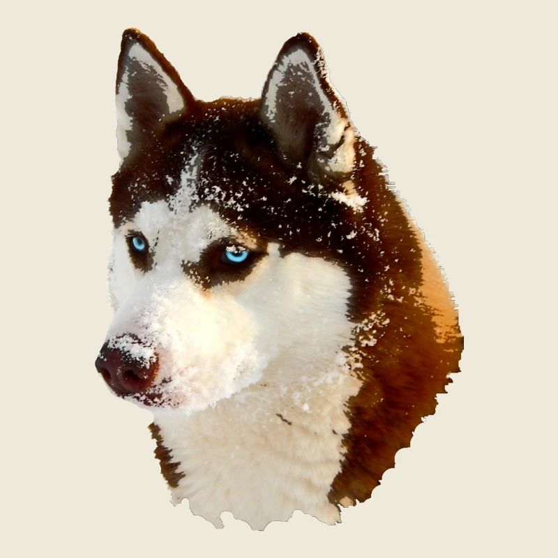 Dessin de tête de husky nordique