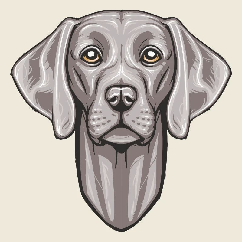 Weimaraner