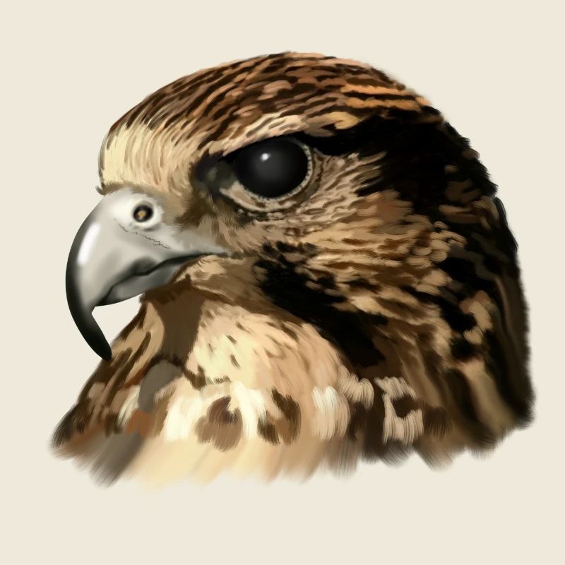 falcon