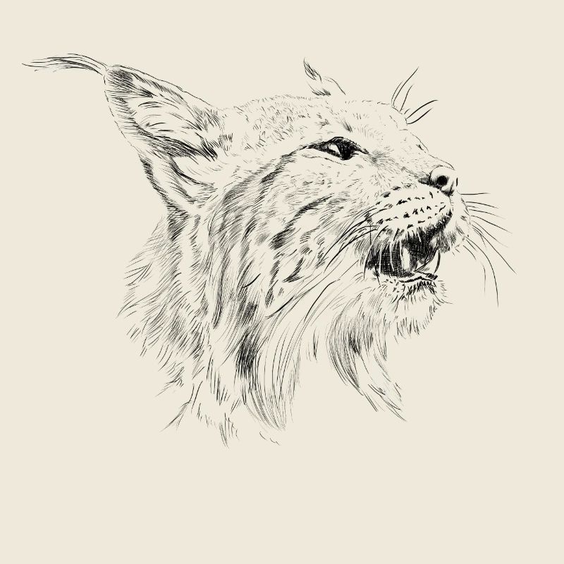 Luchs