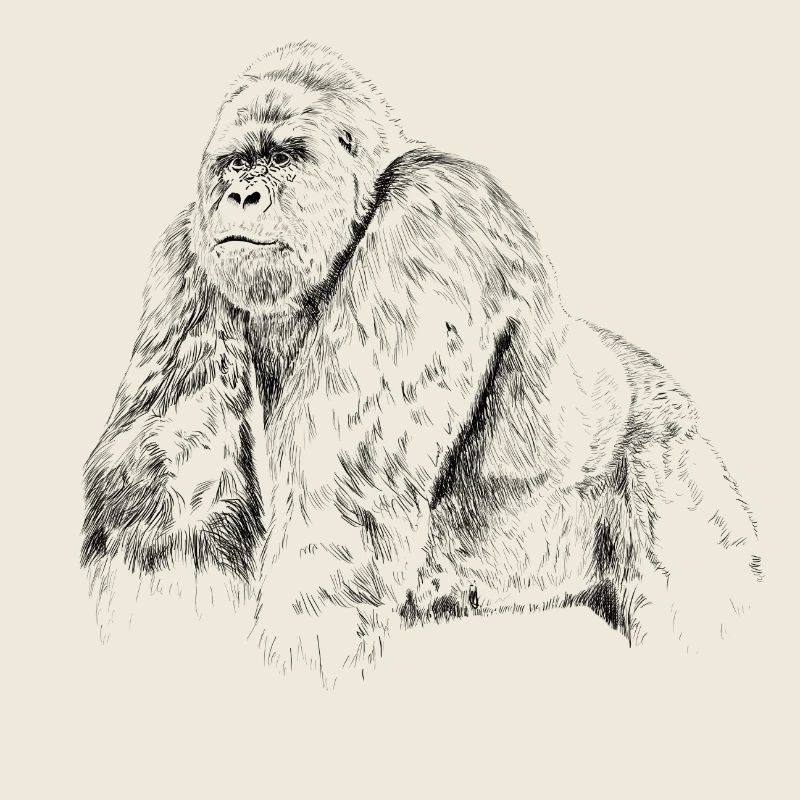 Gorilla
