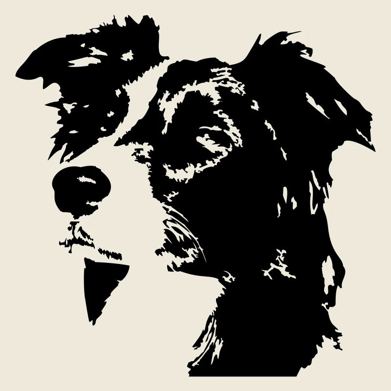 Border collie head